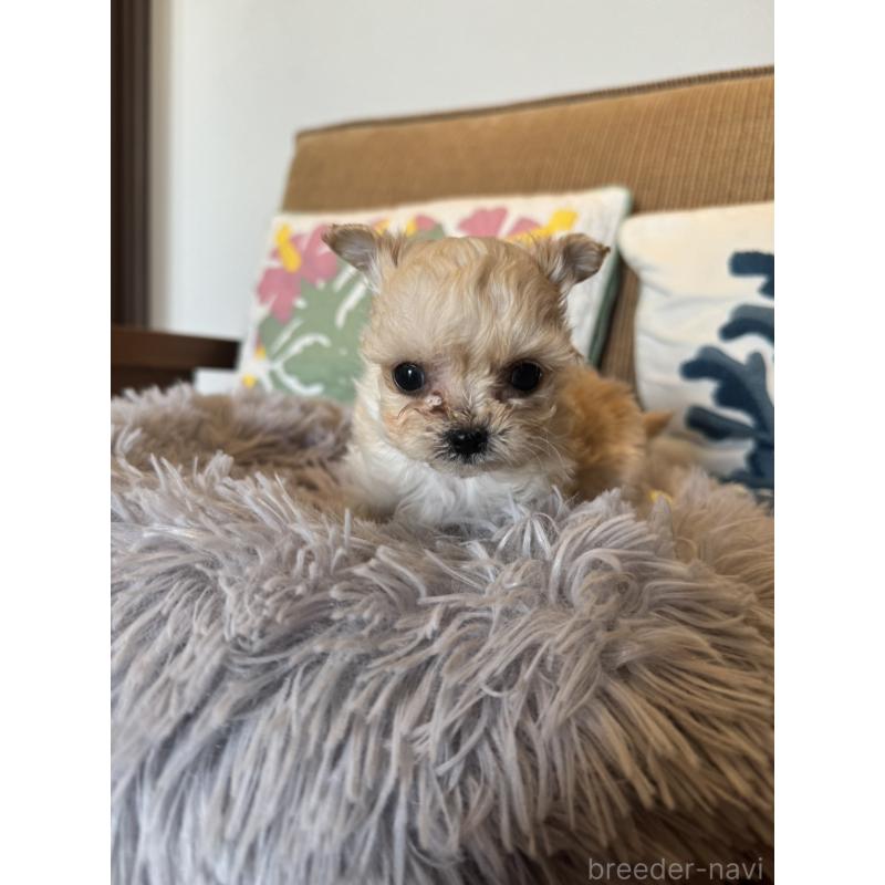 販売中の鹿児島県のチワプー:チワワ×トイプードル-444891の6枚目