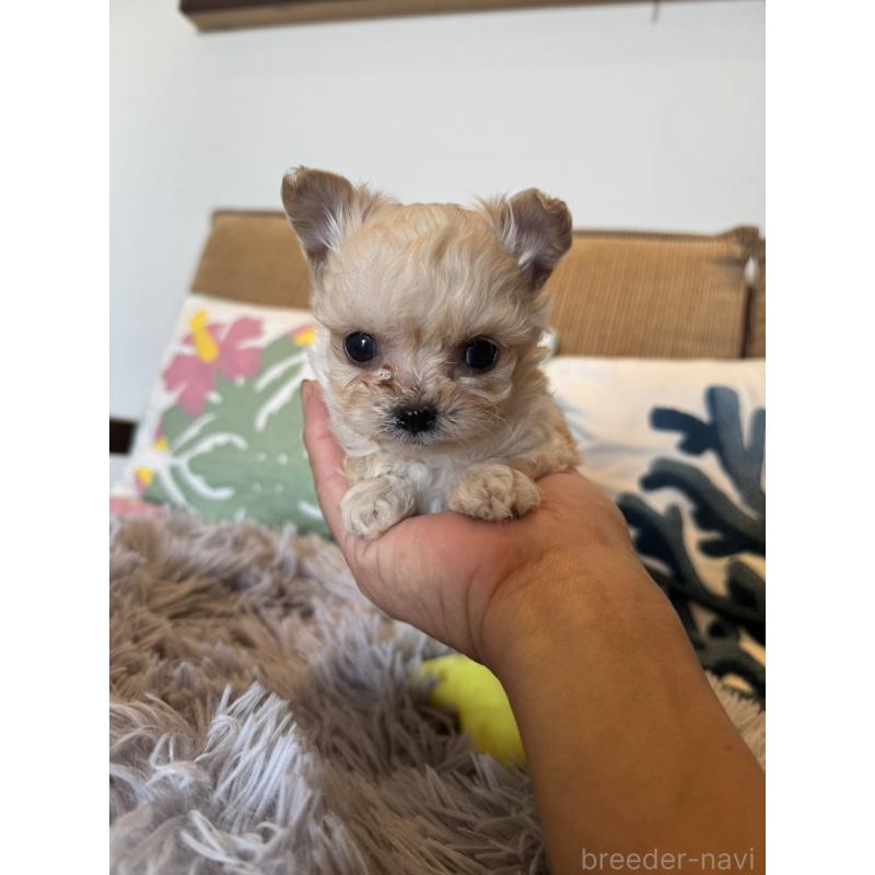 販売中の鹿児島県のチワプー:チワワ×トイプードル-444891の5枚目