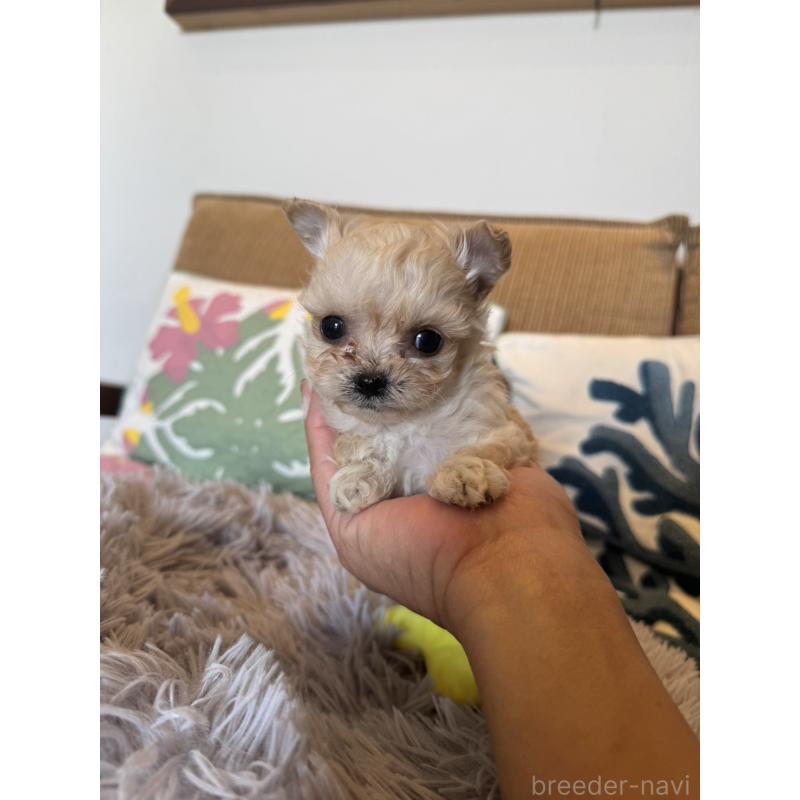 販売中の鹿児島県のチワプー:チワワ×トイプードル-444891の4枚目