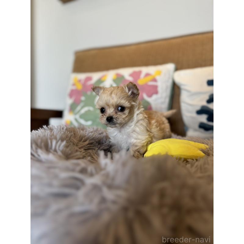 販売中の鹿児島県のチワプー:チワワ×トイプードル-444891の2枚目