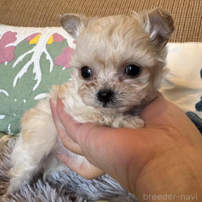 販売中の鹿児島県のチワプー:チワワ×トイプードル-444891の1枚目