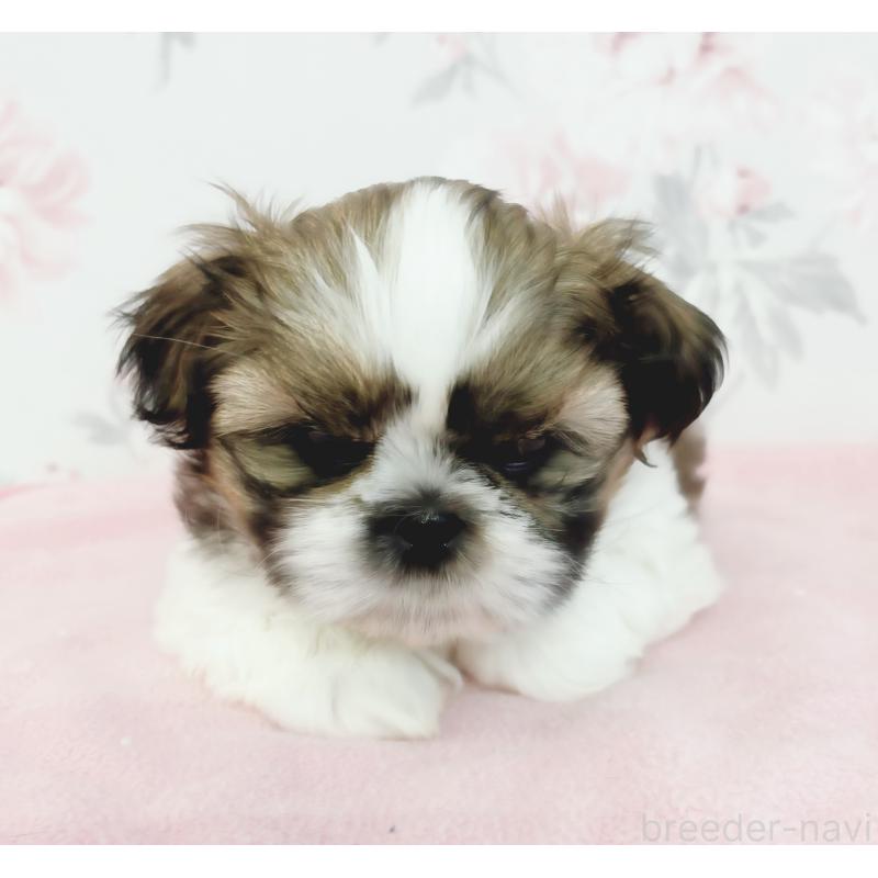 販売中の岐阜県のシーズー-440546