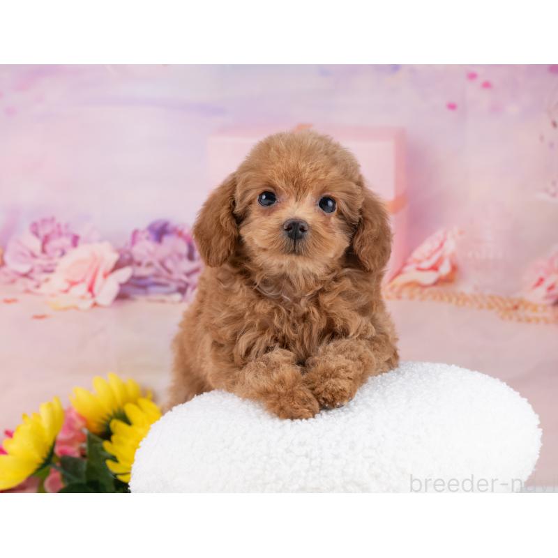 販売中の岐阜県のタイニープードル-444894の5枚目