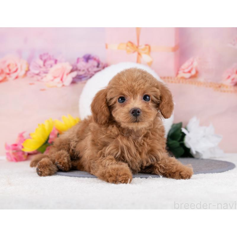 販売中の岐阜県のタイニープードル-444894の4枚目