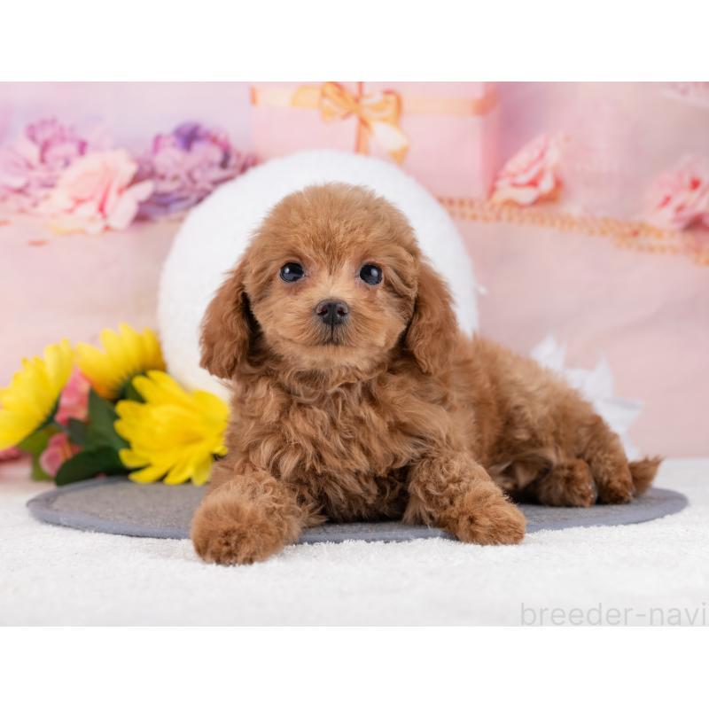 販売中の岐阜県のタイニープードル-444894の2枚目