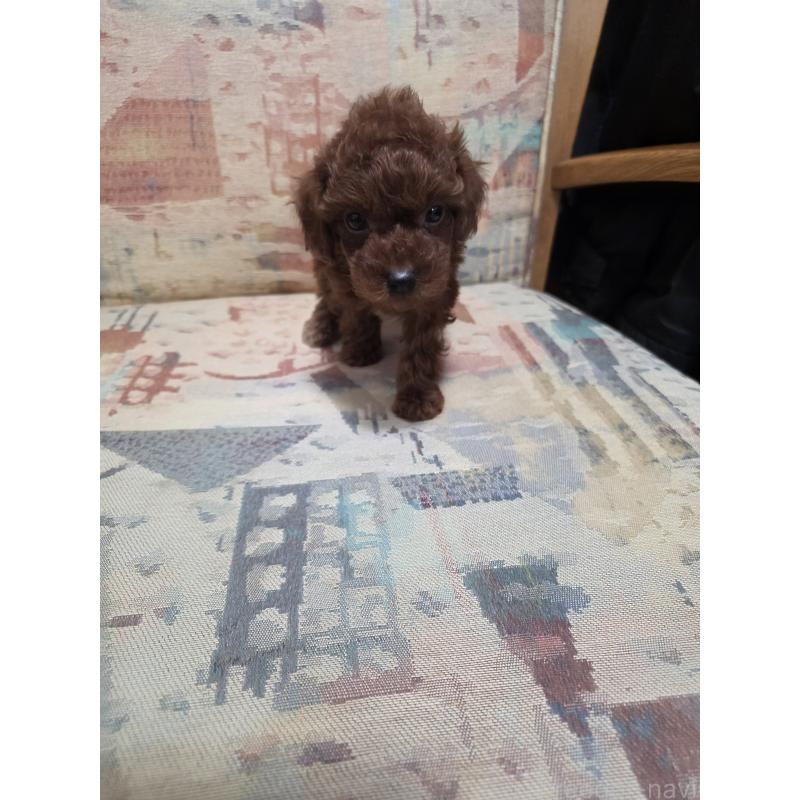 販売中の埼玉県のタイニープードル-444895の12枚目