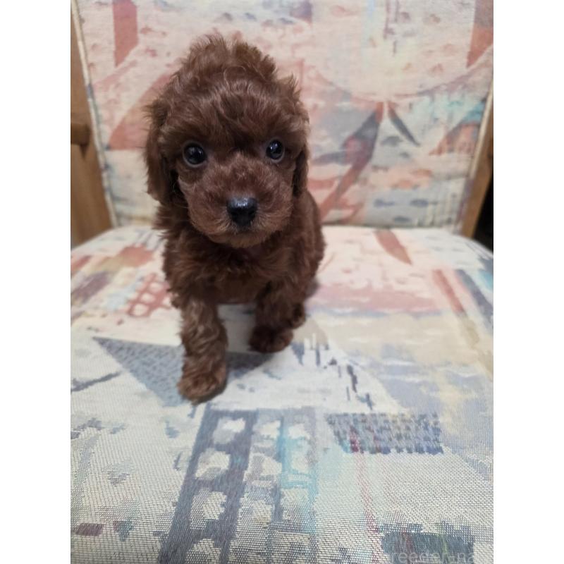 販売中の埼玉県のタイニープードル-444895の11枚目