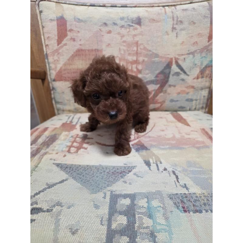 販売中の埼玉県のタイニープードル-444895の10枚目