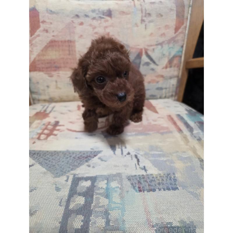 販売中の埼玉県のタイニープードル-444895の9枚目