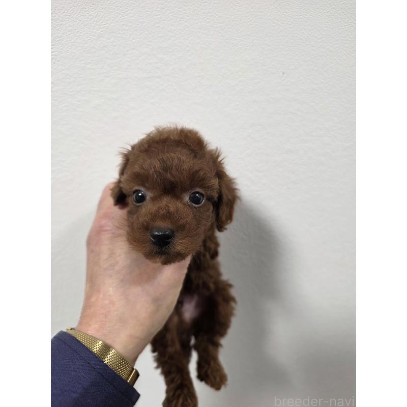 販売中の埼玉県のタイニープードル-444895の8枚目