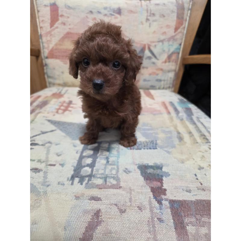 販売中の埼玉県のタイニープードル-444895の4枚目