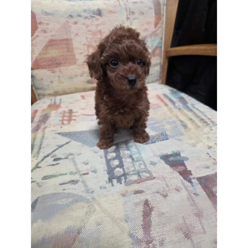 販売中の埼玉県のタイニープードル-444895の2枚目