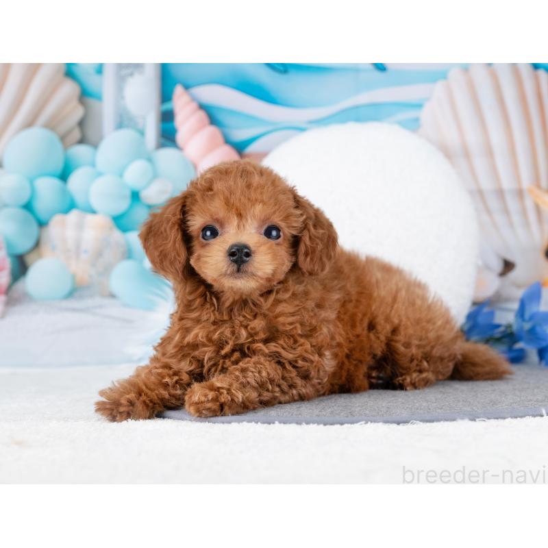 販売中の岐阜県のトイプードル-444896の4枚目