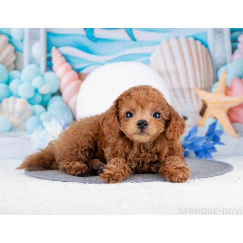 販売中の岐阜県のトイプードル-444896の2枚目