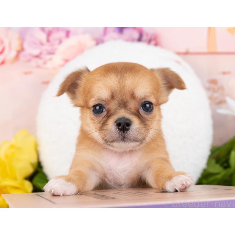 成約済の岐阜県のチワワ(ロングコート)-444897の7枚目