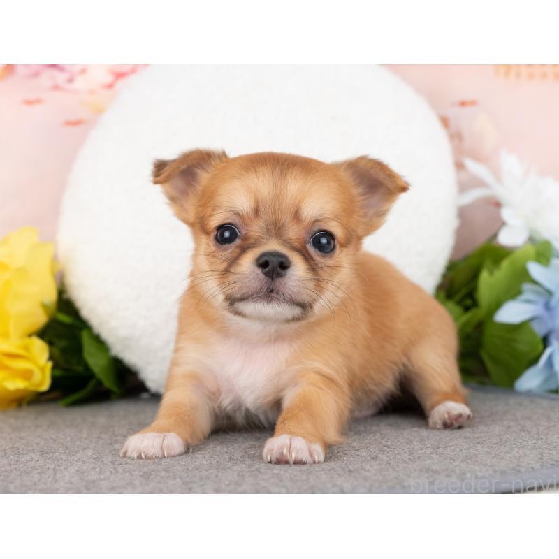 成約済の岐阜県のチワワ(ロングコート)-444897の6枚目