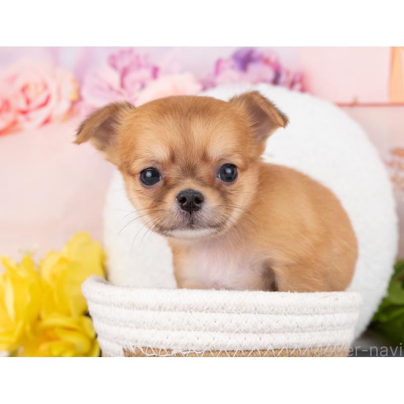 成約済の岐阜県のチワワ(ロングコート)-444897の5枚目