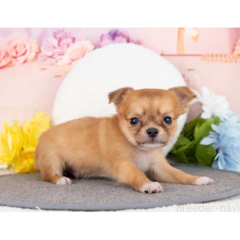 成約済の岐阜県のチワワ(ロングコート)-444897の4枚目