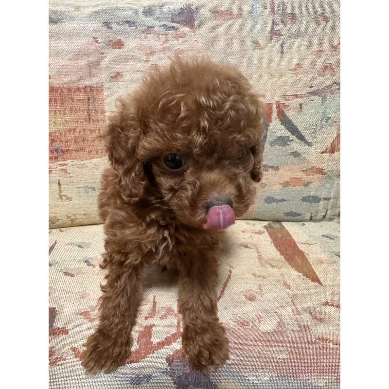 販売中の埼玉県のティーカッププードル-444899の5枚目