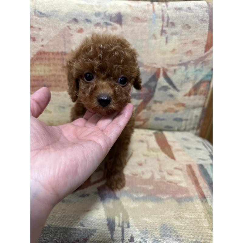 販売中の埼玉県のティーカッププードル-444899の3枚目