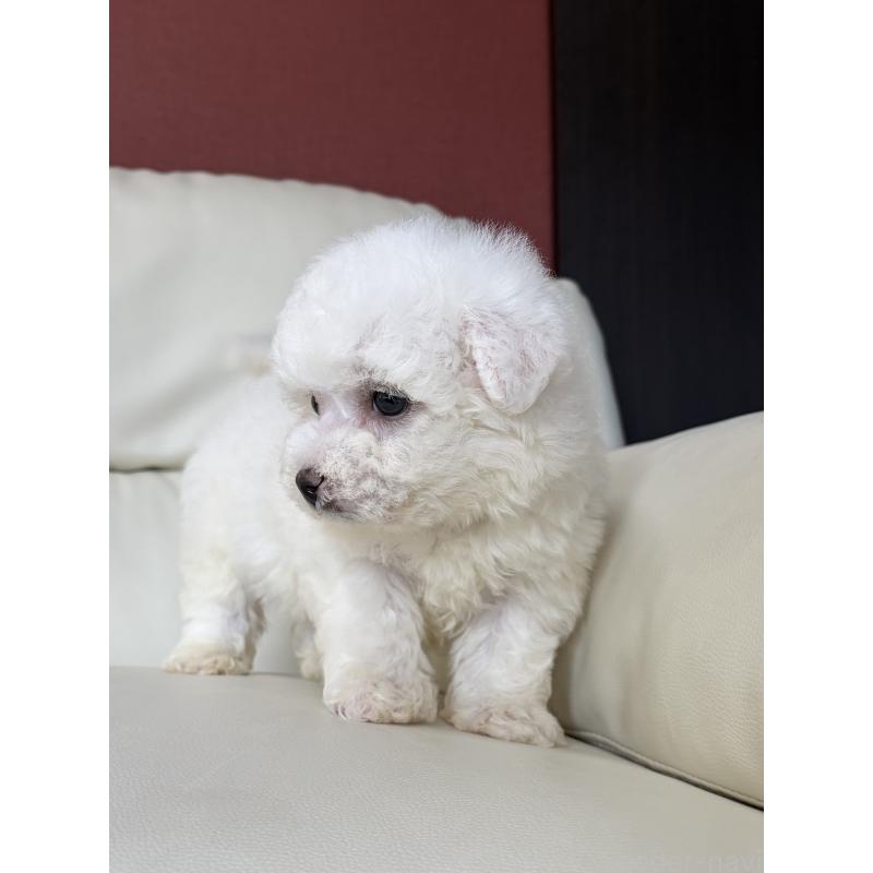 販売中の滋賀県のビションフリーゼ-440263の8枚目