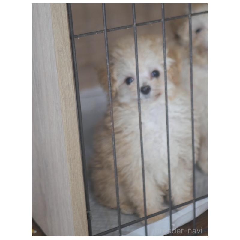 販売中の香川県のティーカッププードル-434547