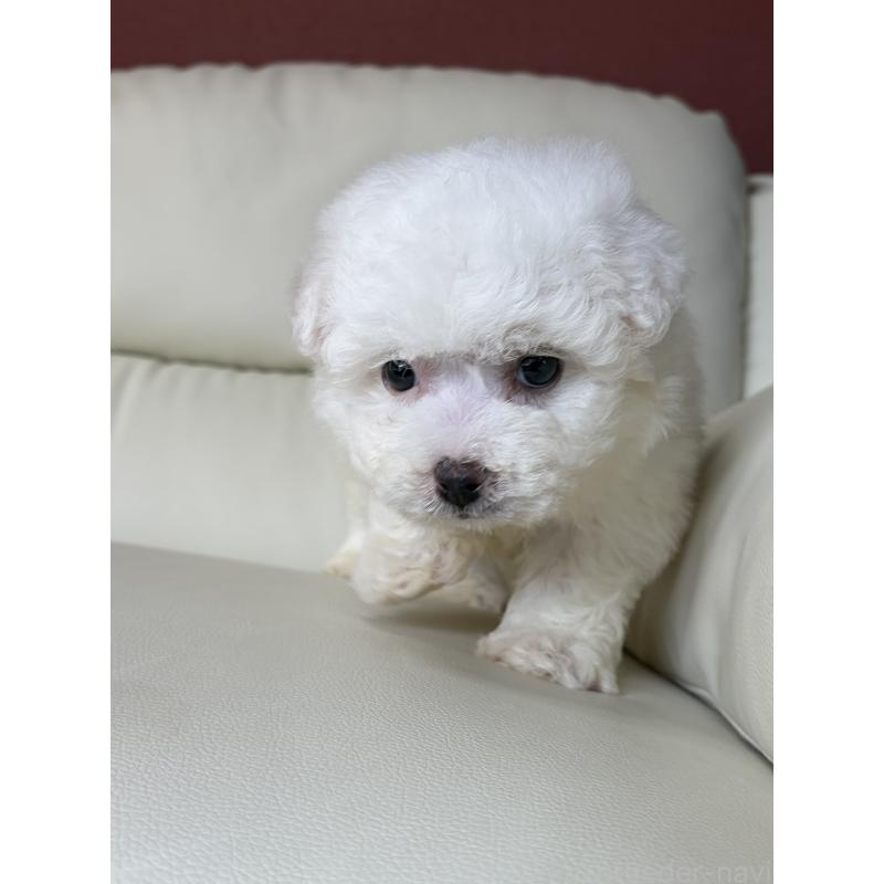 販売中の滋賀県のビションフリーゼ-440263の7枚目