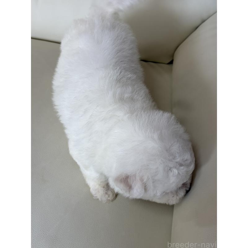 販売中の滋賀県のビションフリーゼ-440263の6枚目