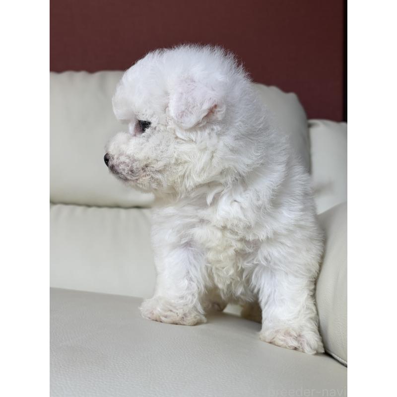 販売中の滋賀県のビションフリーゼ-440263の5枚目