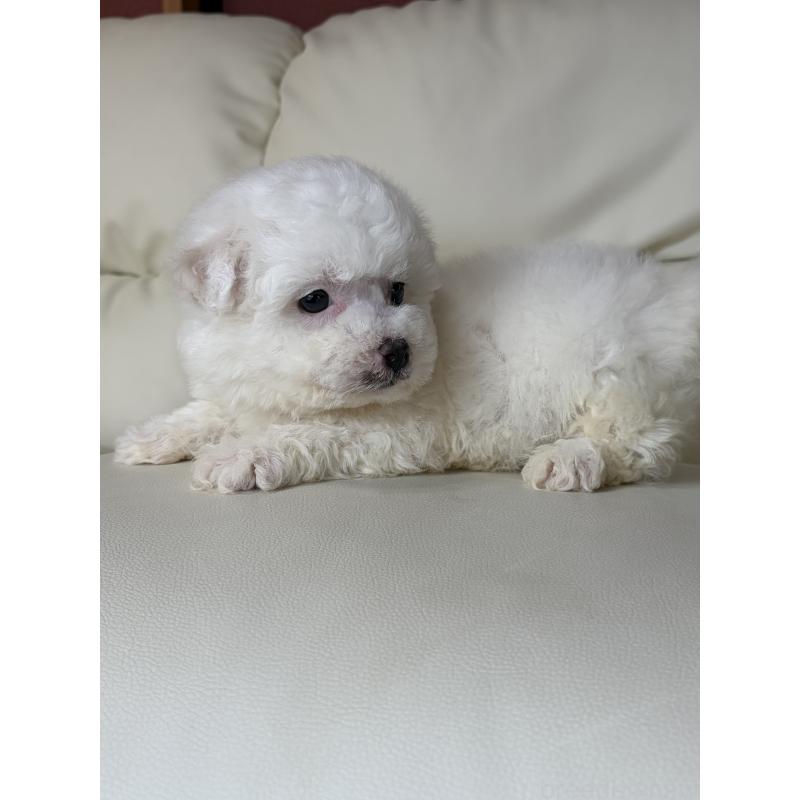 販売中の滋賀県のビションフリーゼ-440263の4枚目