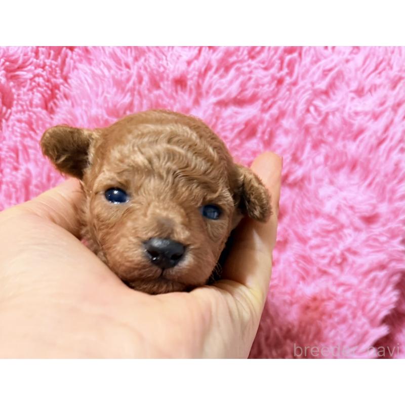 販売中の香川県のタイニープードル-444903の1枚目