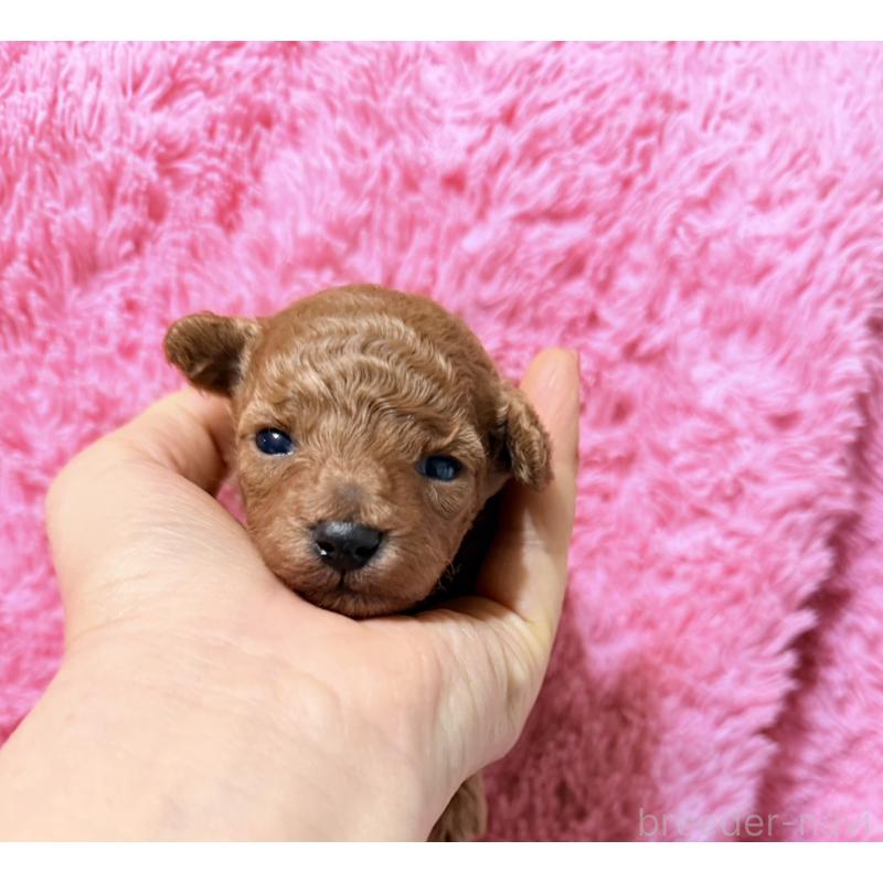 販売中の香川県のタイニープードル-444903の7枚目