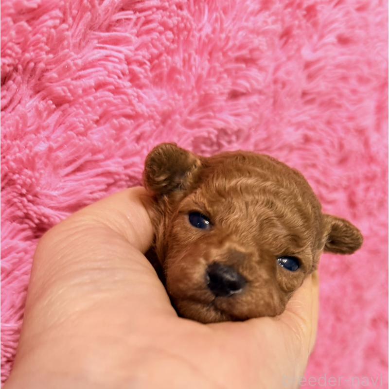 販売中の香川県のタイニープードル-444903の6枚目