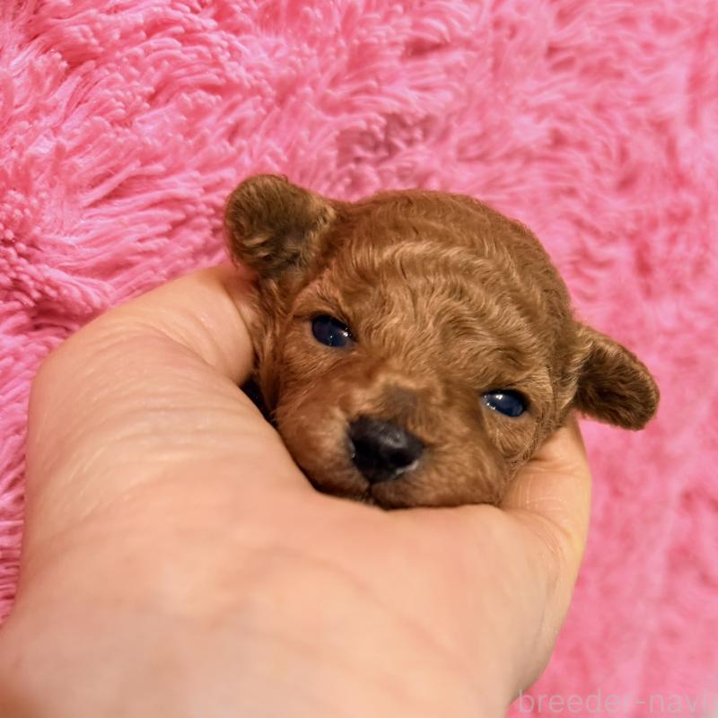 販売中の香川県のタイニープードル-444903の5枚目