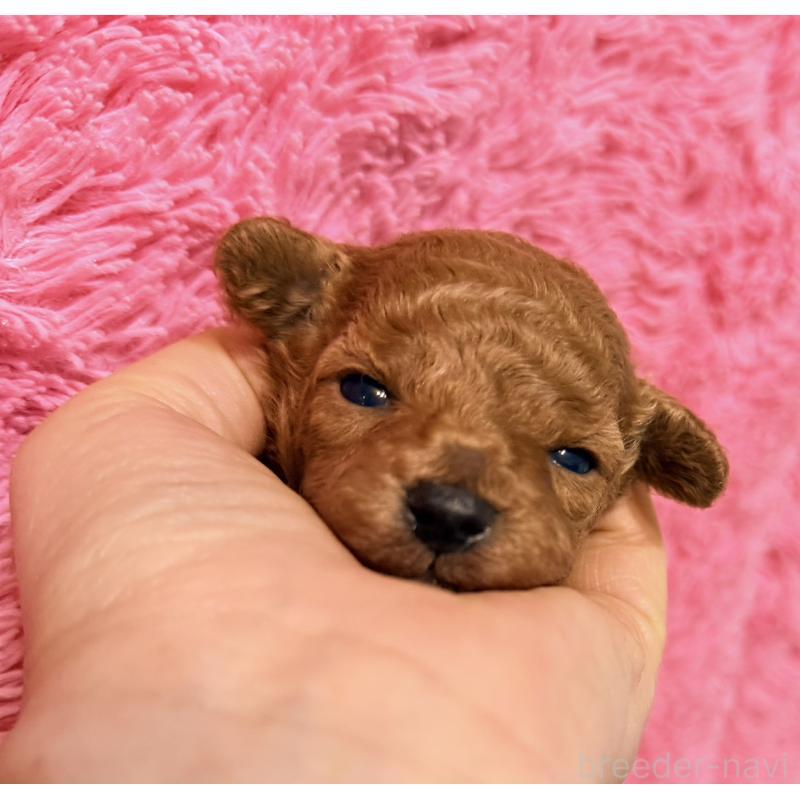 販売中の香川県のタイニープードル-444903の4枚目