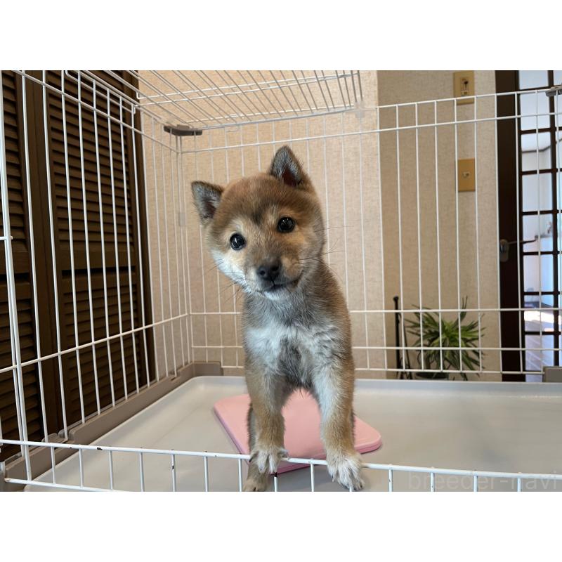 商談中の兵庫県の豆柴-436087の6枚目