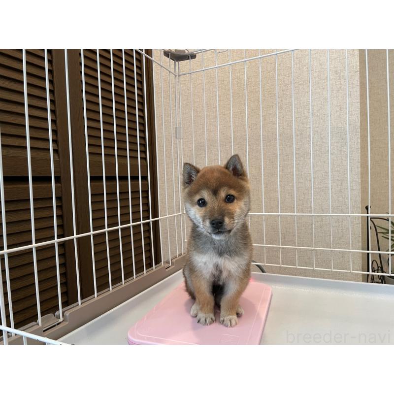 商談中の兵庫県の豆柴-436087の5枚目