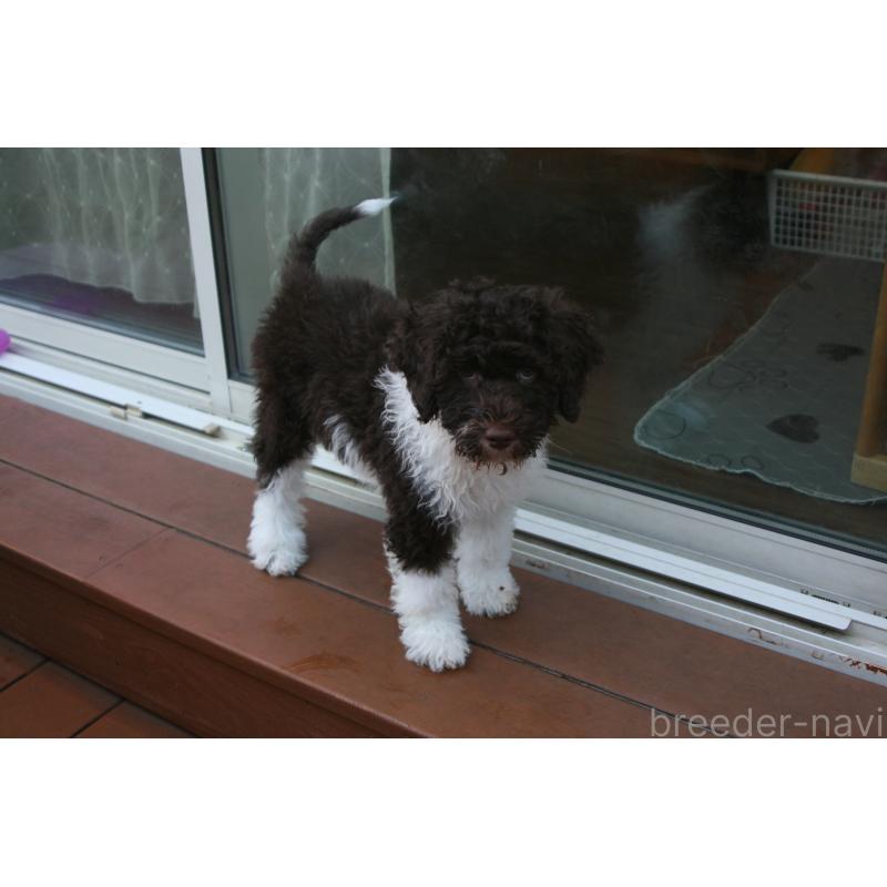 販売中の東京都のポーチュギーズウォータードッグ-429088の4枚目