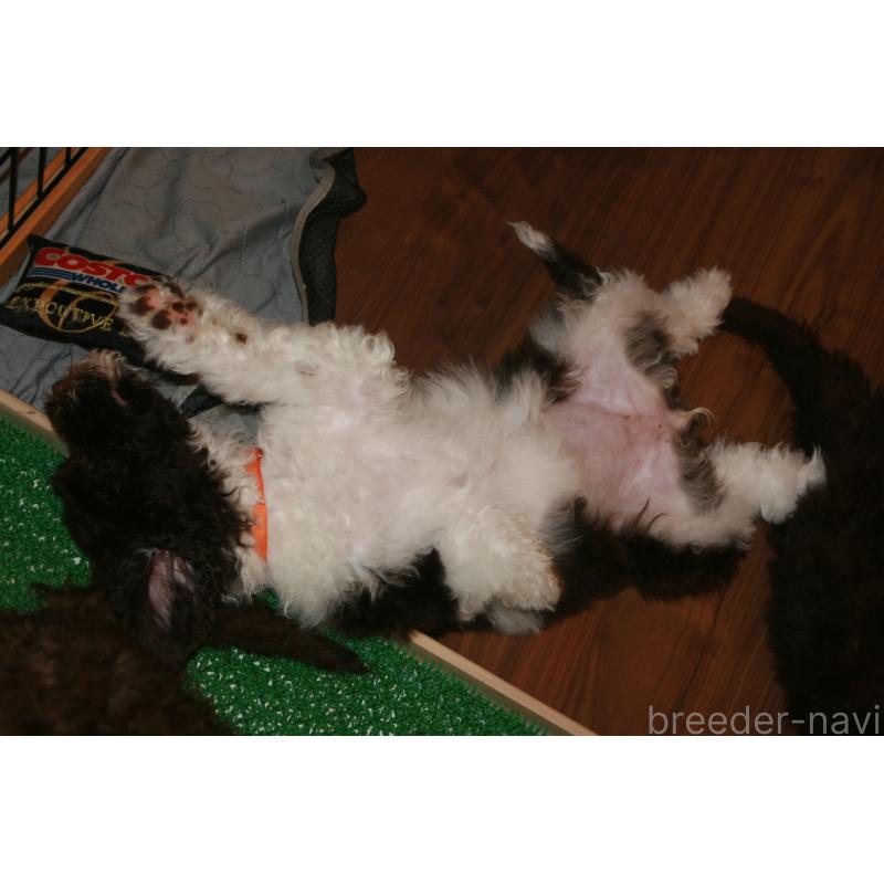 販売中の東京都のポーチュギーズウォータードッグ-429088の3枚目