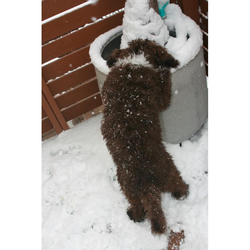 販売中の東京都のポーチュギーズウォータードッグ-429085の4枚目