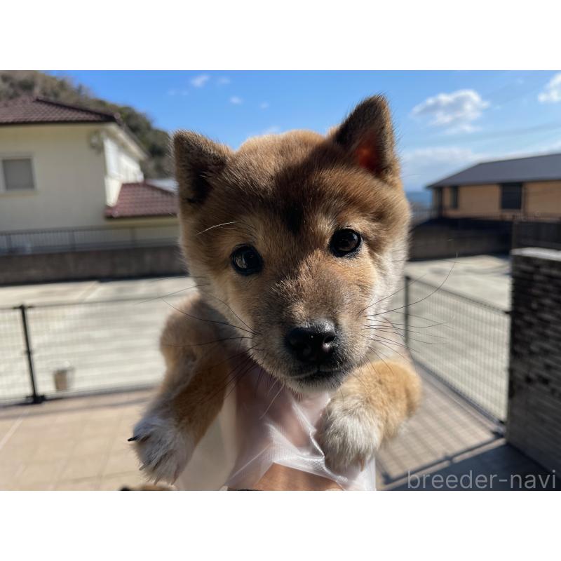 商談中の兵庫県の豆柴-436087の2枚目