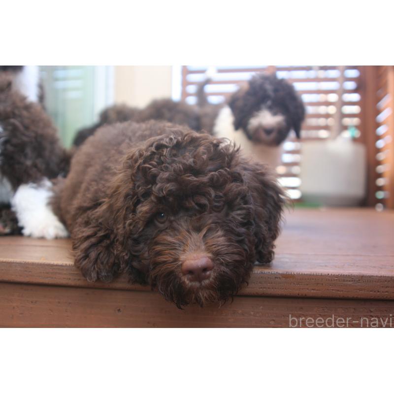 販売中の東京都のポーチュギーズウォータードッグ-429089の3枚目