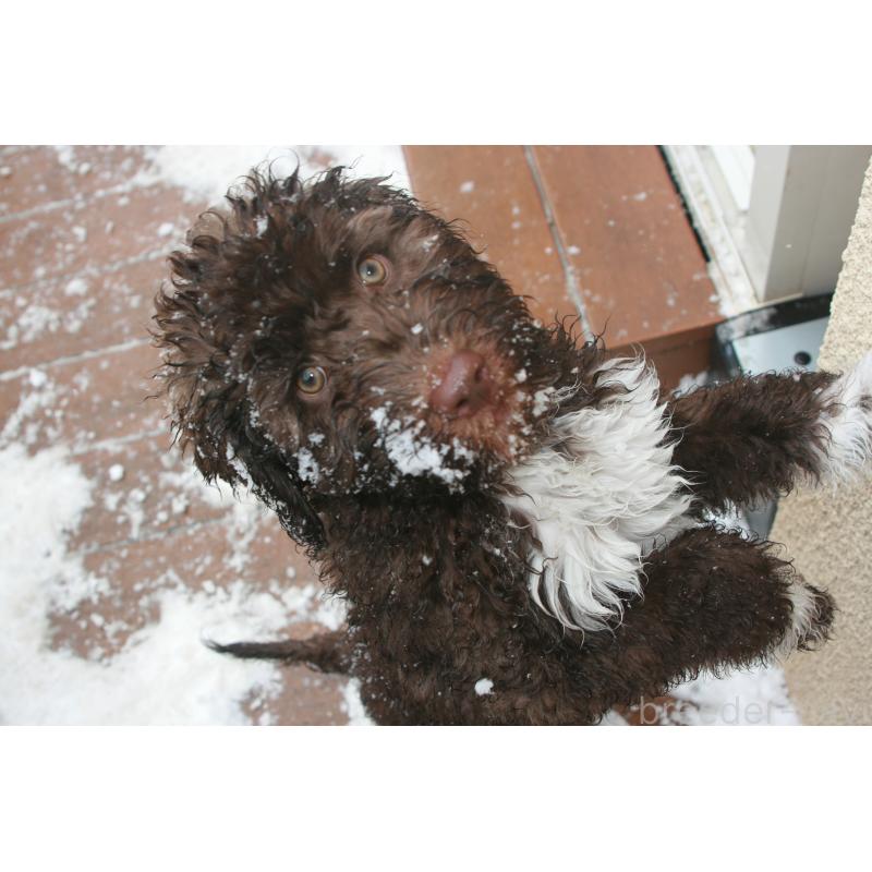 販売中の東京都のポーチュギーズウォータードッグ-429084の5枚目