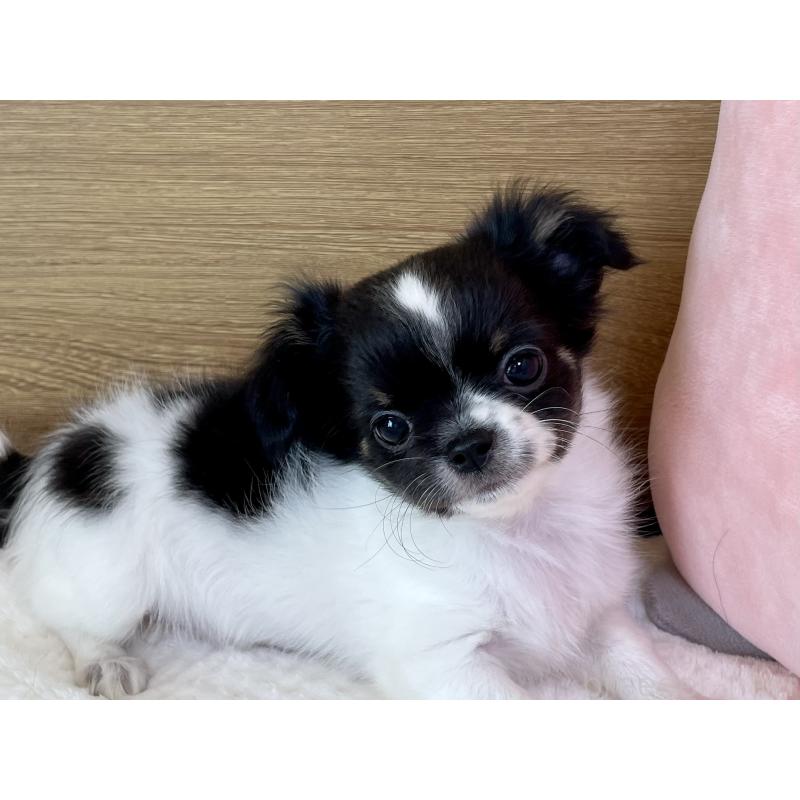 販売中の栃木県のチワワ(ロングコート)-437942の9枚目