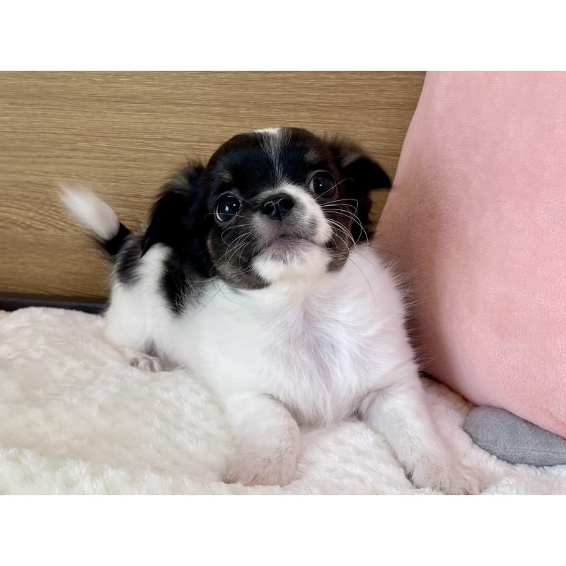 販売中の栃木県のチワワ(ロングコート)-437942の8枚目