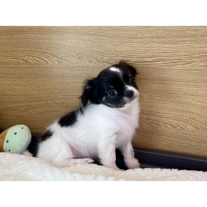 販売中の栃木県のチワワ(ロングコート)-437942の7枚目