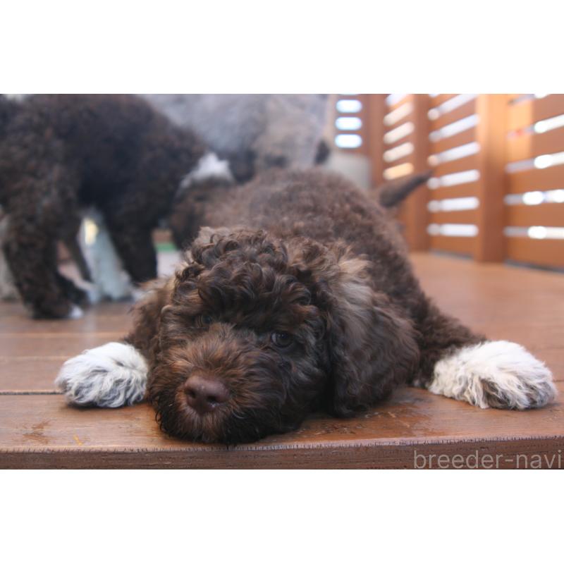 販売中の東京都のポーチュギーズウォータードッグ-429084の4枚目