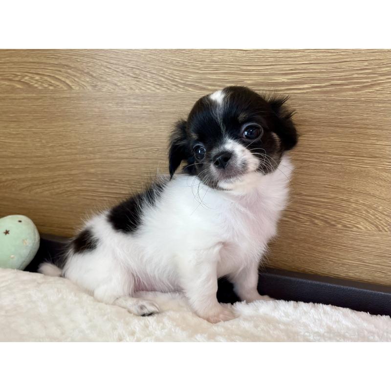 販売中の栃木県のチワワ(ロングコート)-437942の6枚目