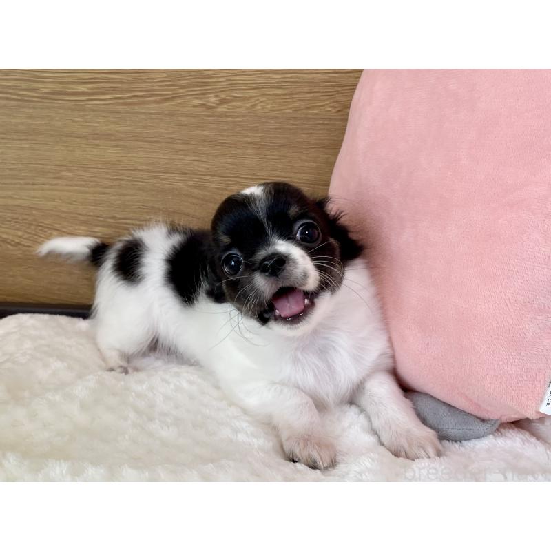 販売中の栃木県のチワワ(ロングコート)-437942の5枚目