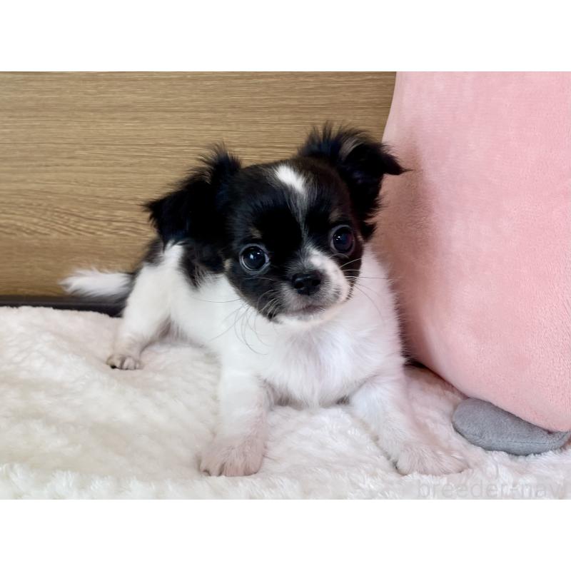 販売中の栃木県のチワワ(ロングコート)-437942の4枚目